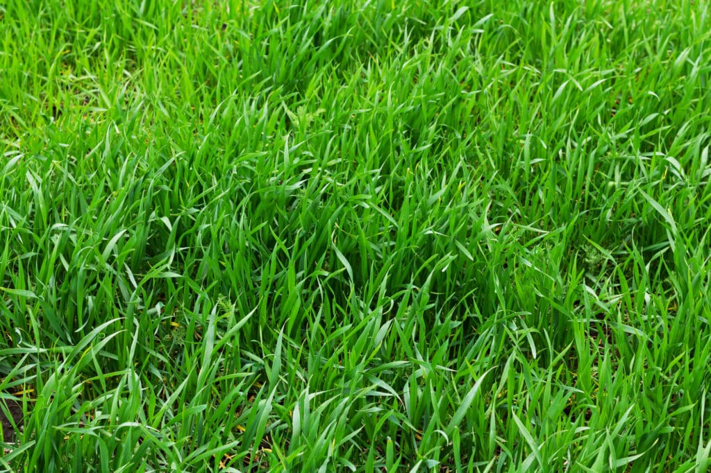 Tall Fescue Grass and Centipede Grass: What Are Their Unique Characteristics and Advantages?