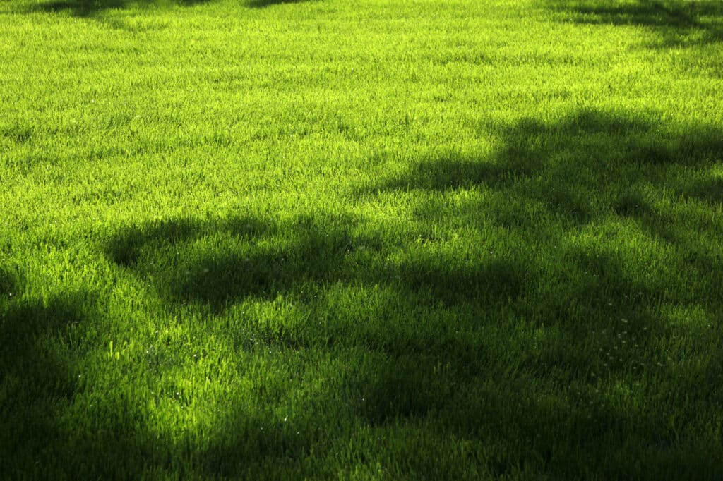 The Benefits of Warm-Season Sod and Cool-Season Grass: What Are the Advantages of Sod?